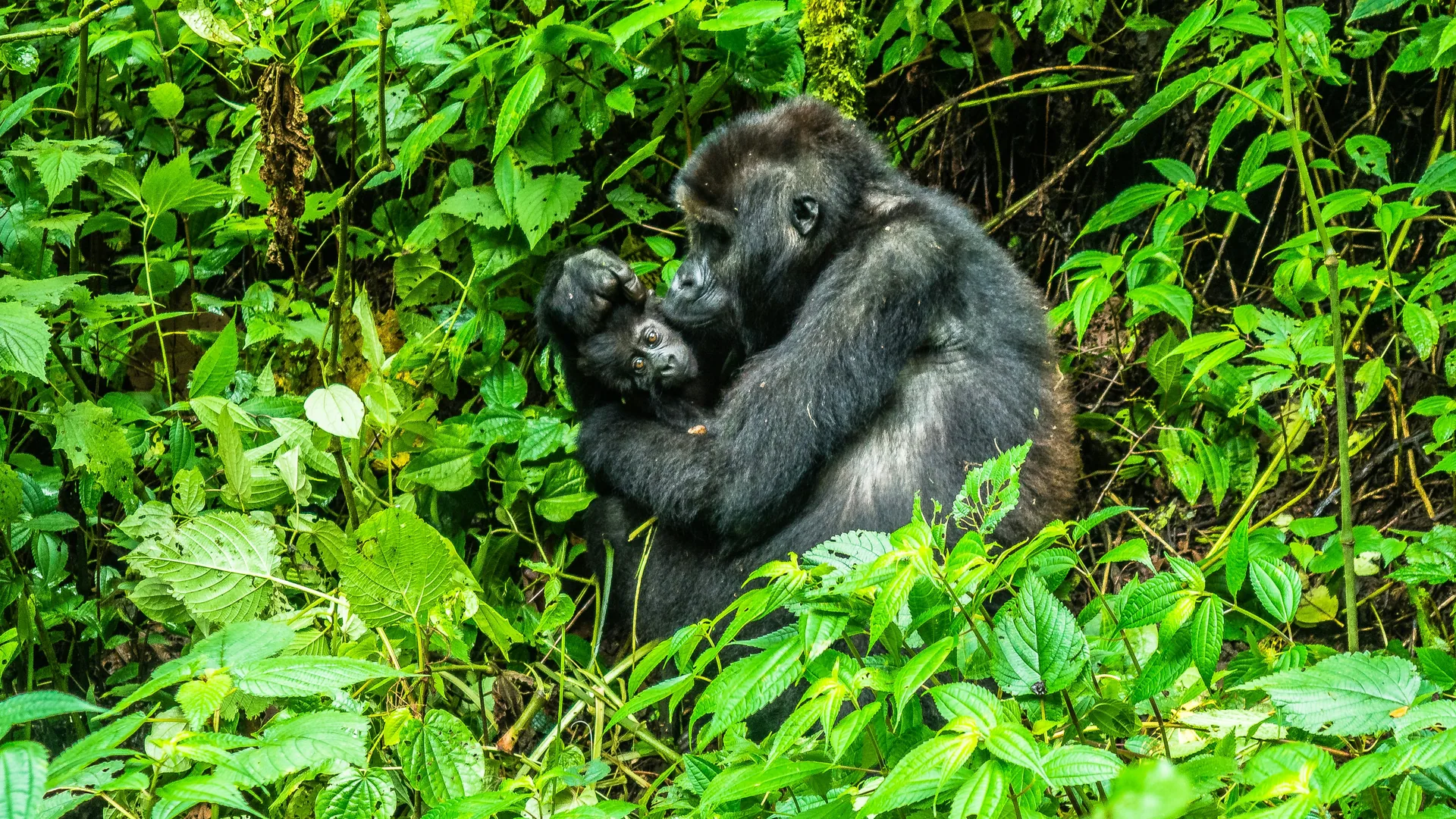 Mountain gorilla trekking in Bwindi forest
